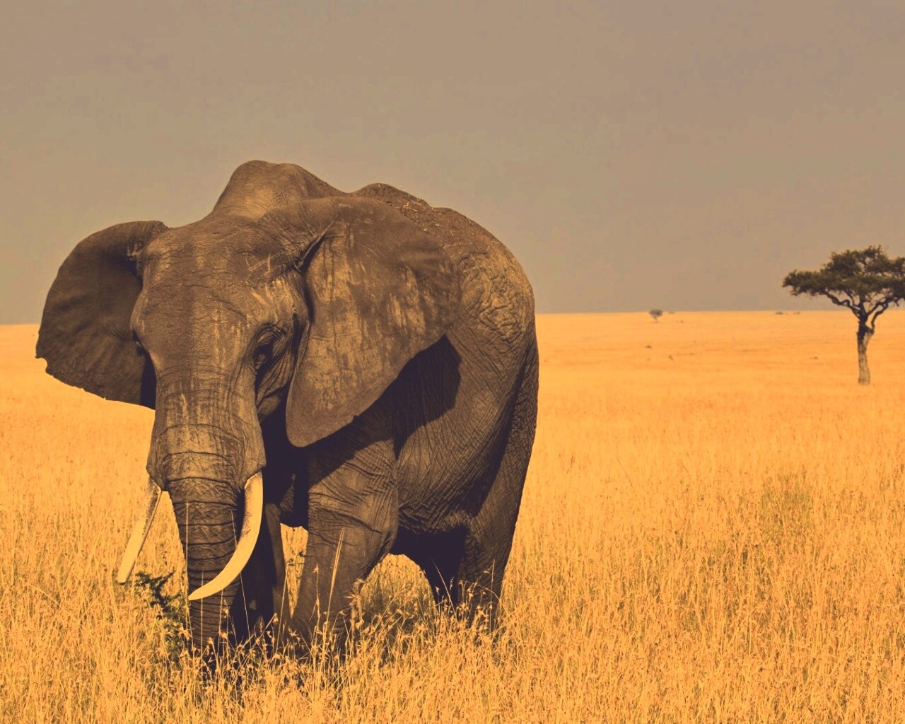 Африканский слон обои