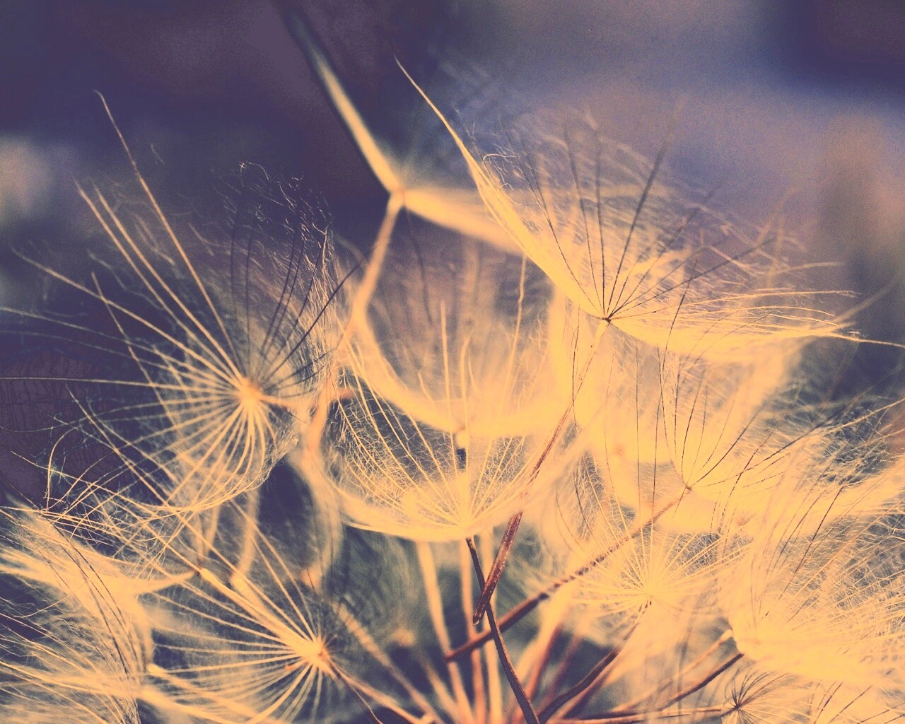 Семена одуванчика обои