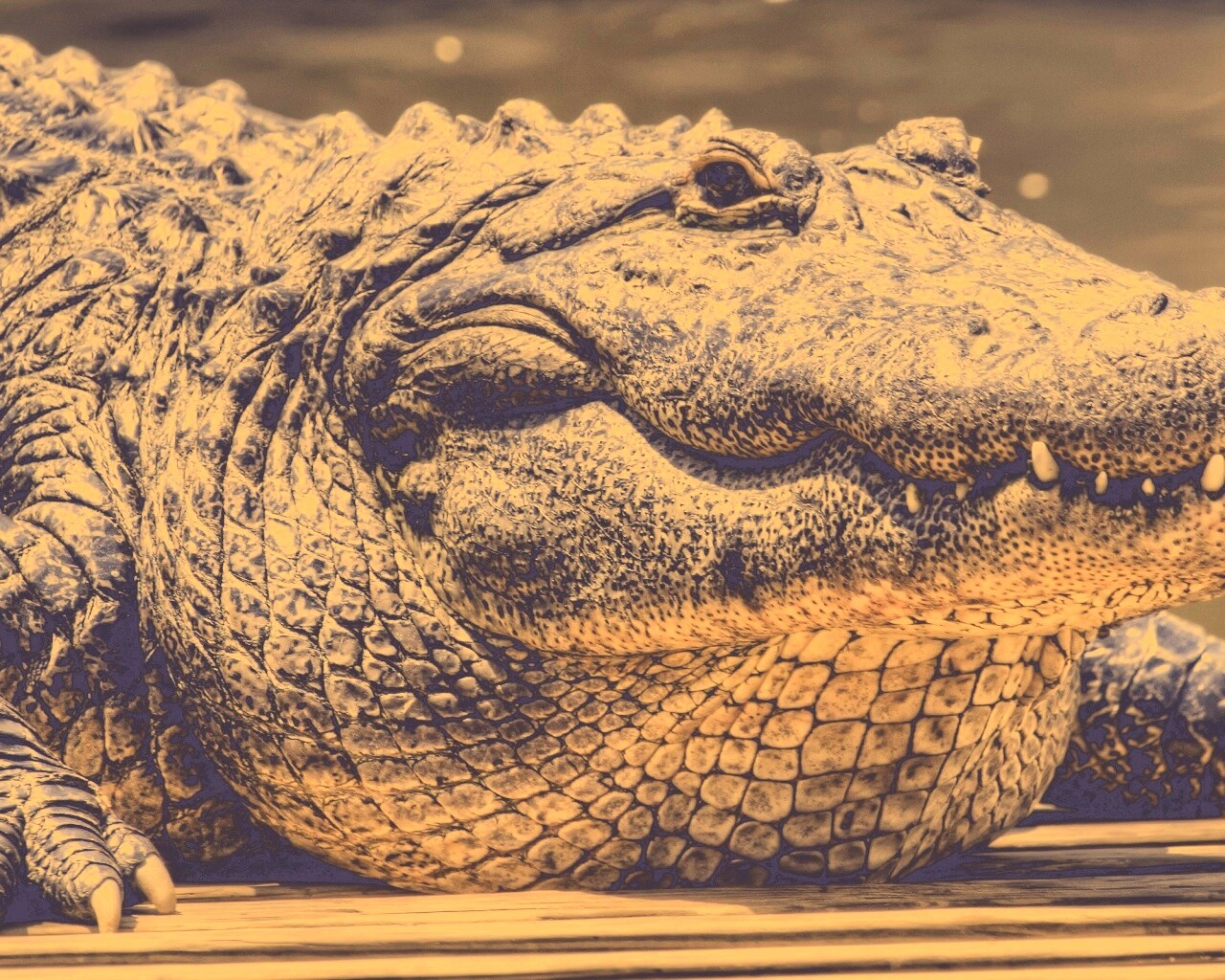 Синий крокодил обои