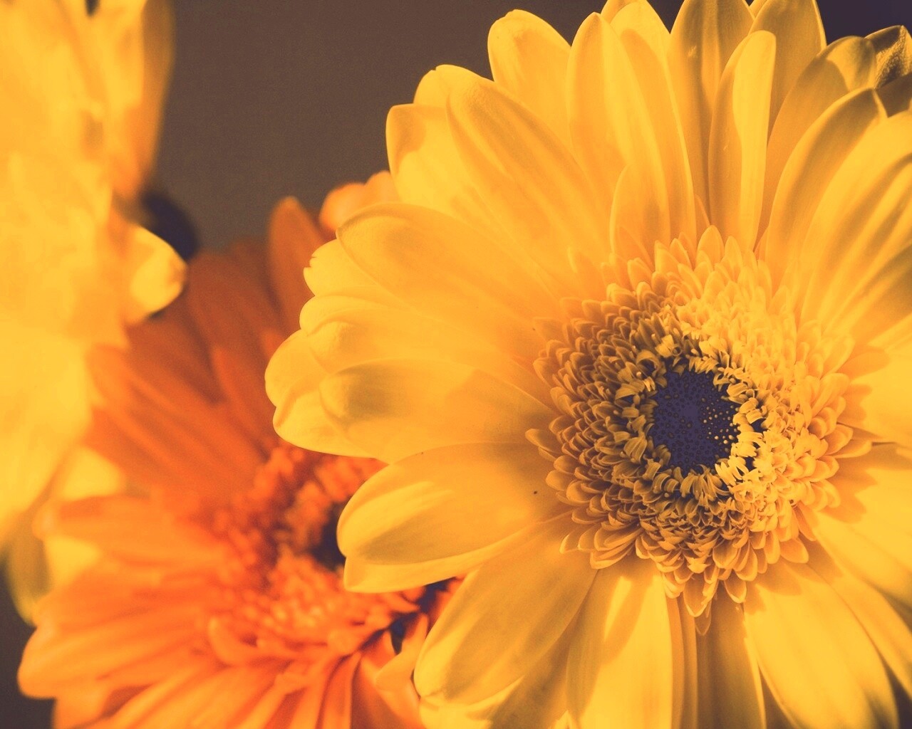 Желтый гербер обои