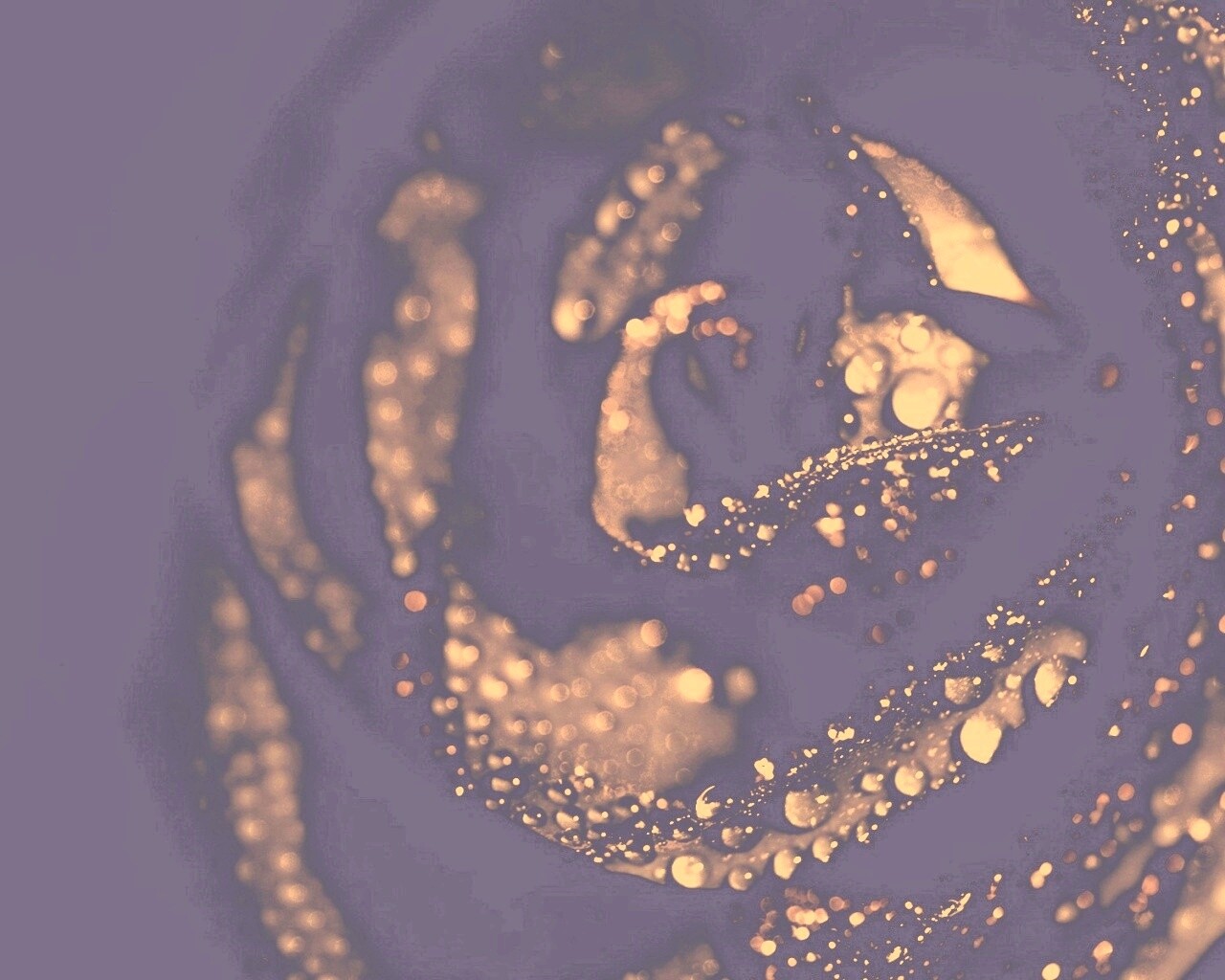 Черная роза обои