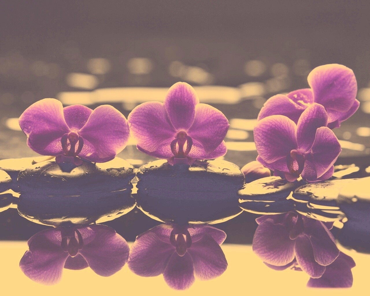 Орхидеи на камнях обои