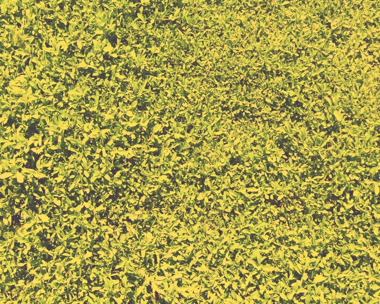 Чайные листья обои