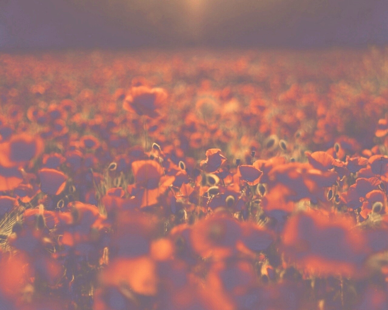 Маки в полях обои