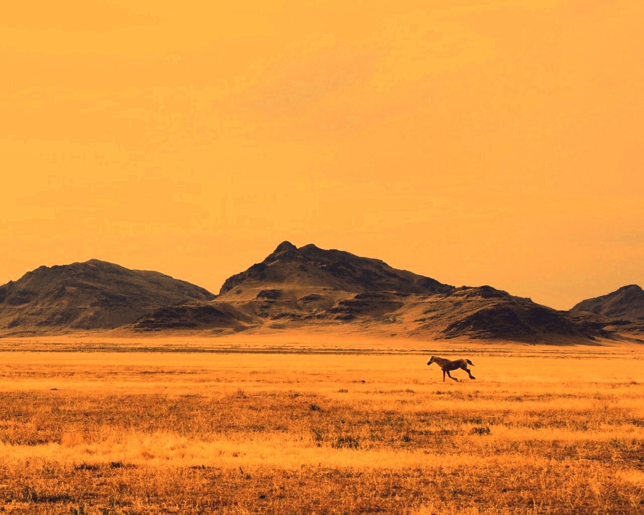 Мустанг в прериях обои