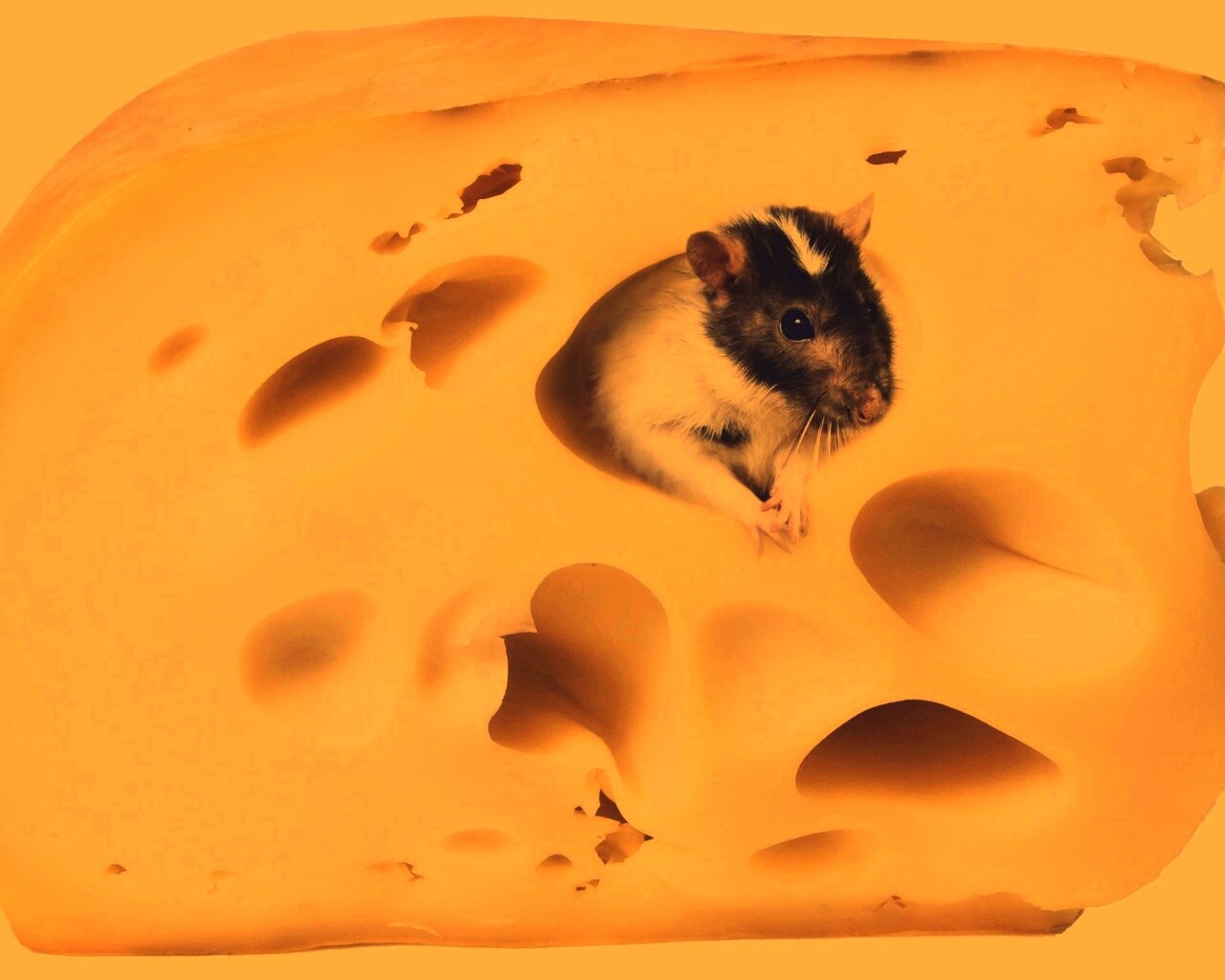 Мышка в сыре обои