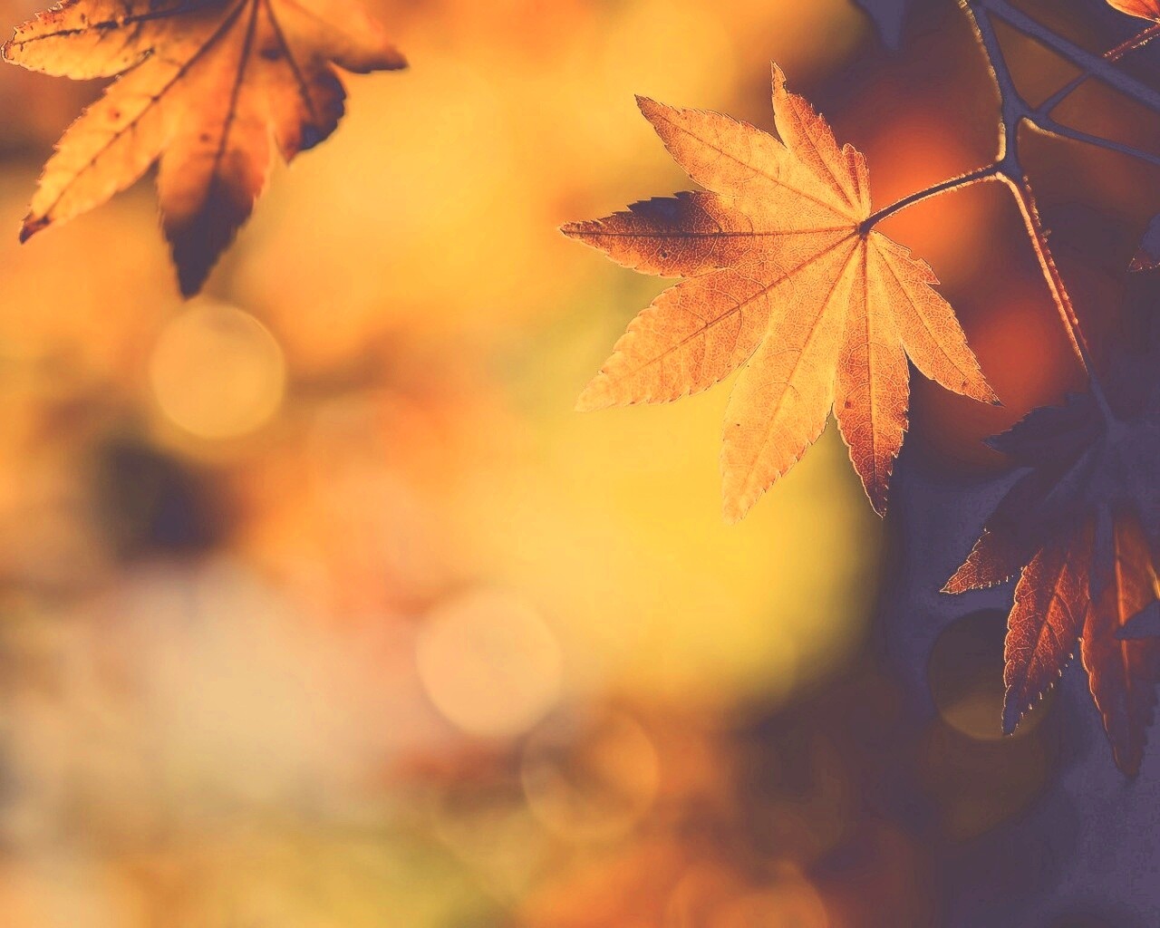 Осенние листья обои