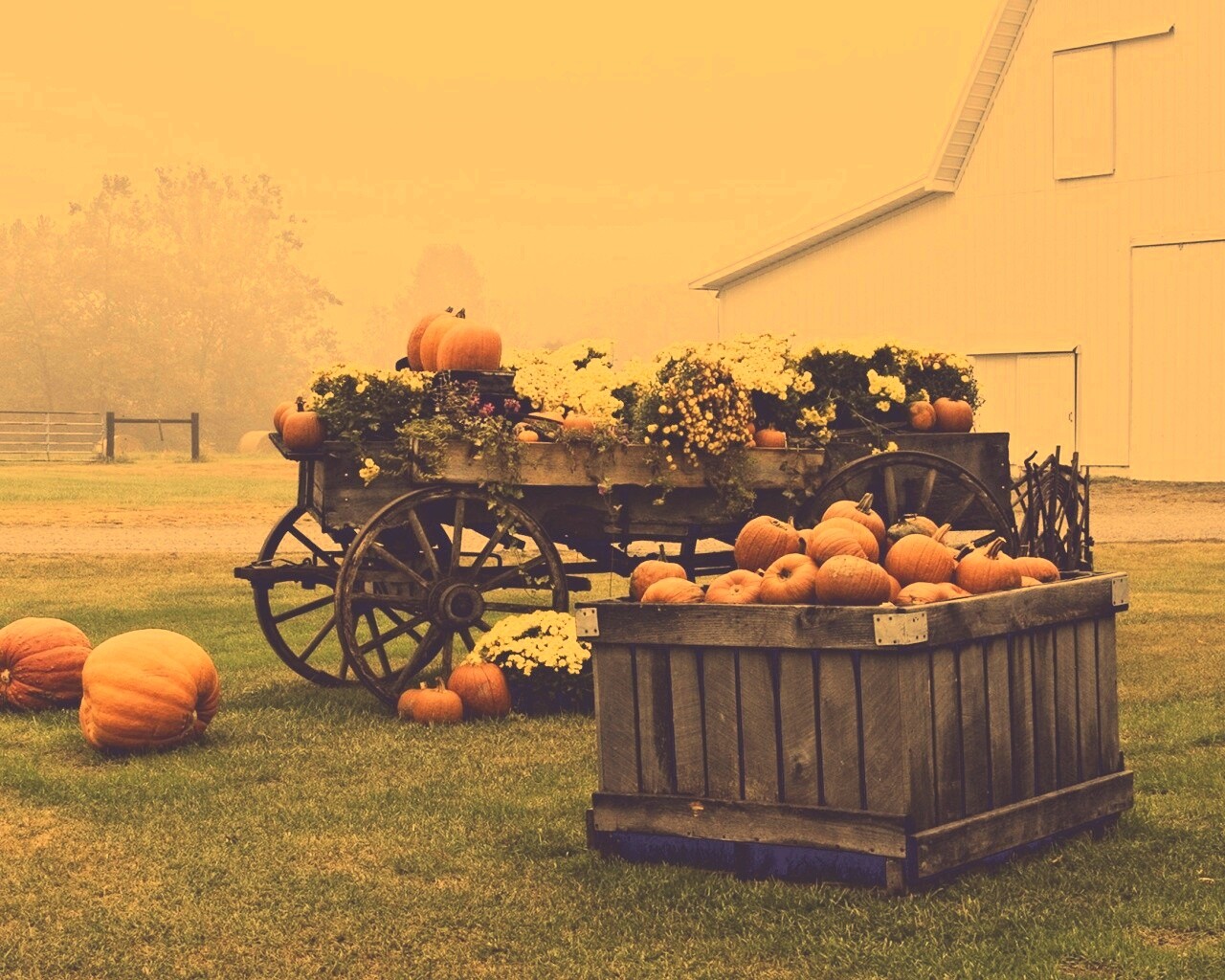 Урожай тыков обои