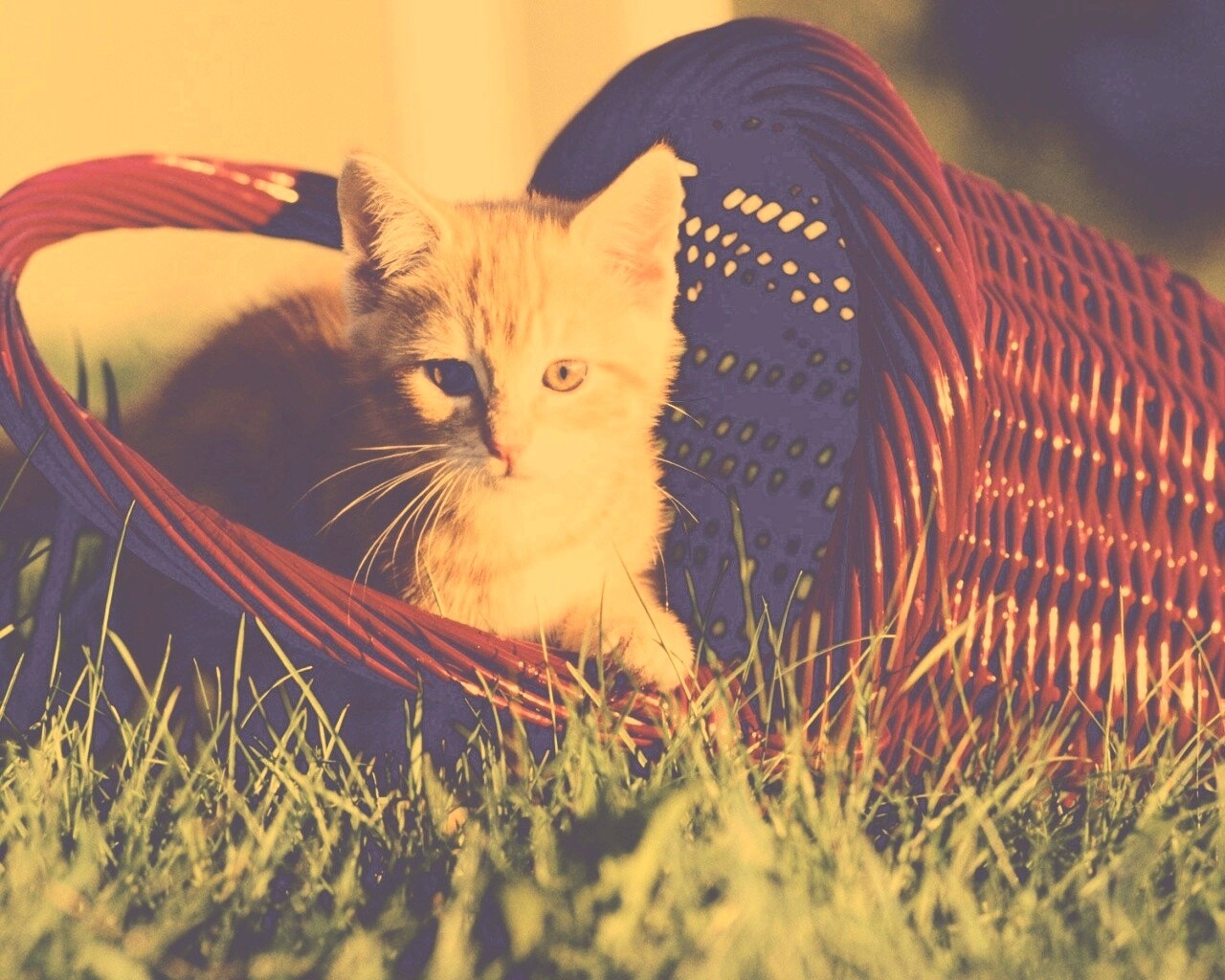 Рыжий котенок в корзине обои