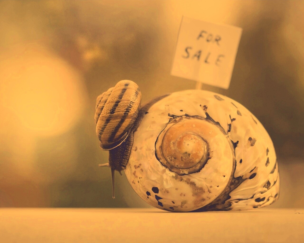 Улитка приматрвиает новый дом обои