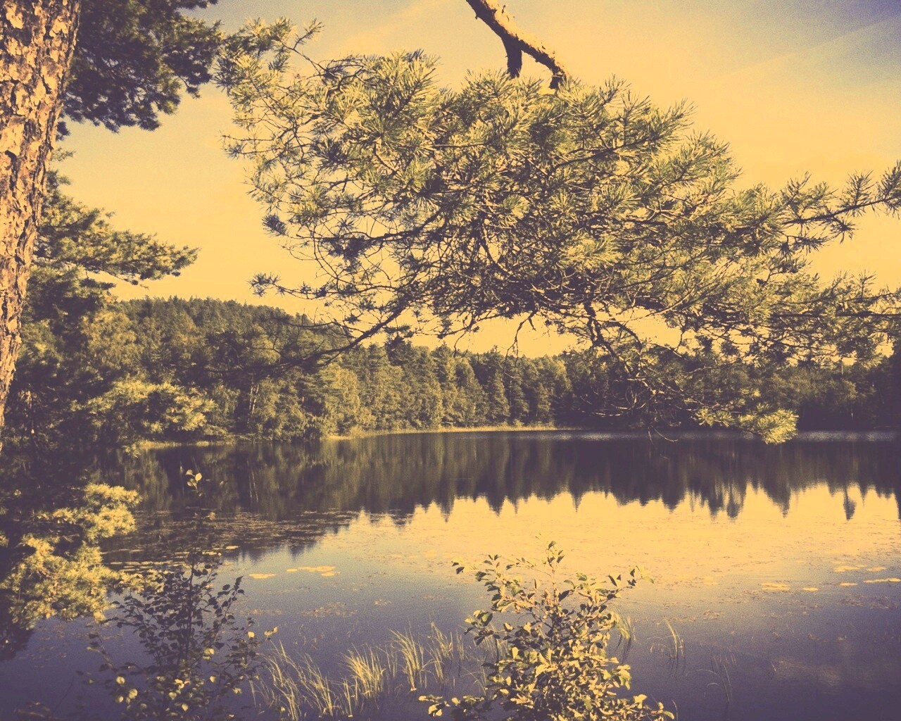 Ветка сосны над озером обои