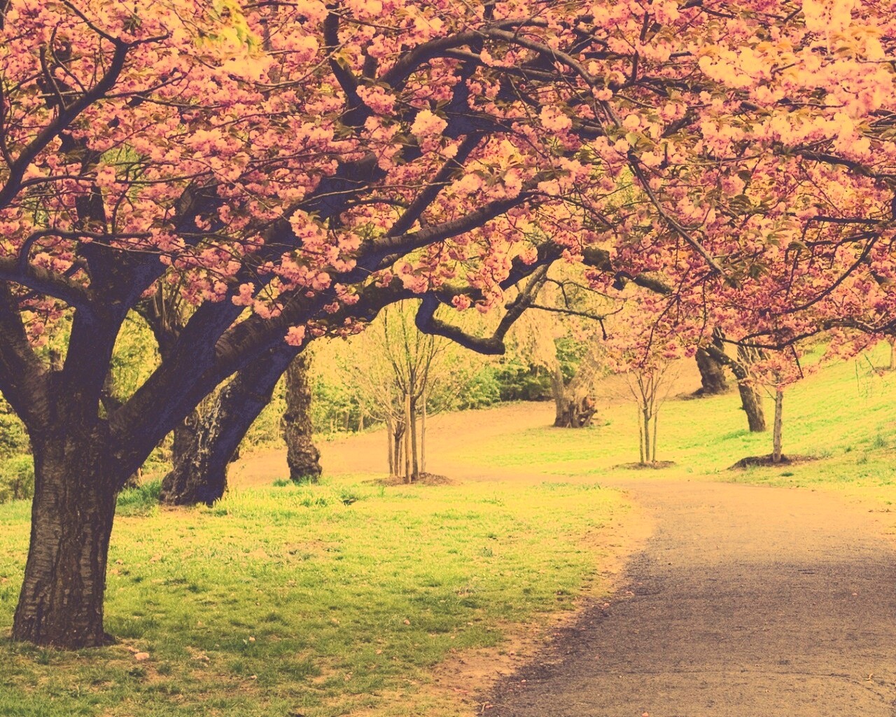 Дорожка между деревьями обои