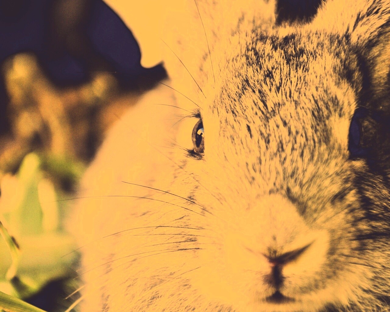 Пухлый кролик обои