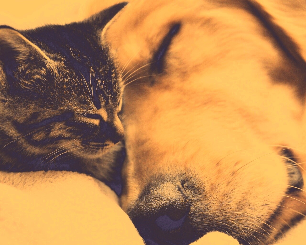 Кошка спит с собакой обои
