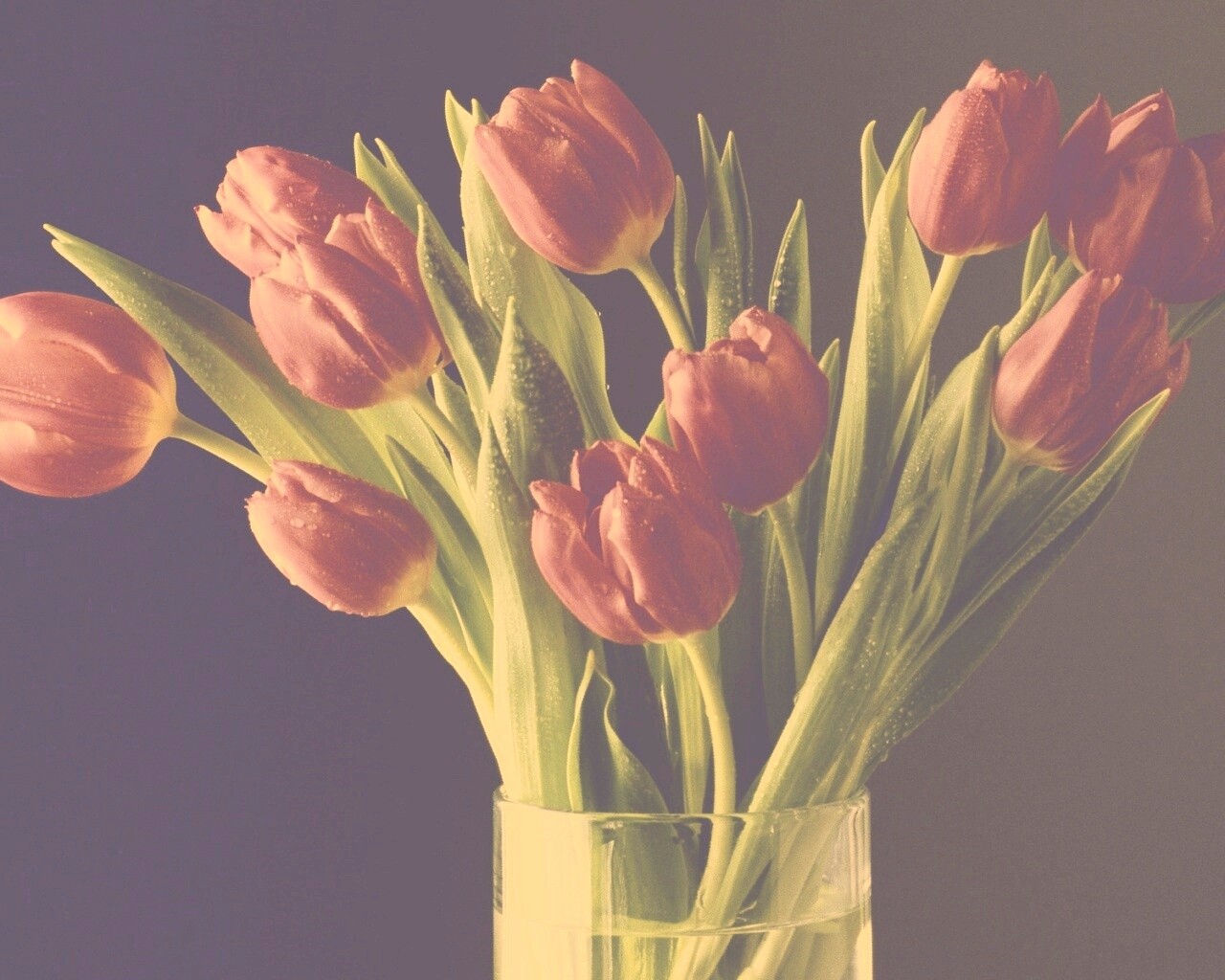 Букет тюльпанов обои