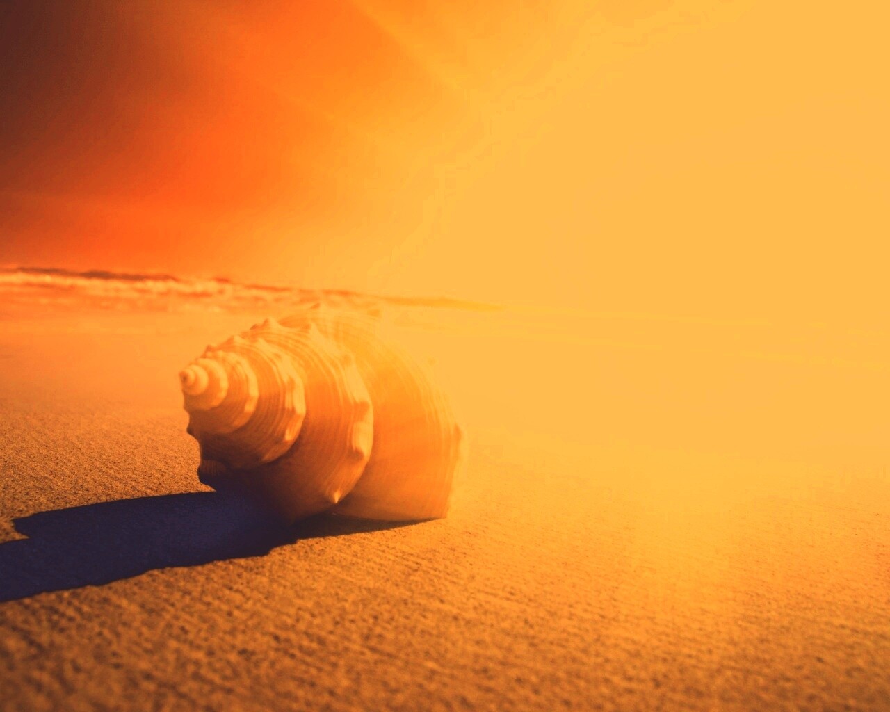 Золотистая ракушка обои