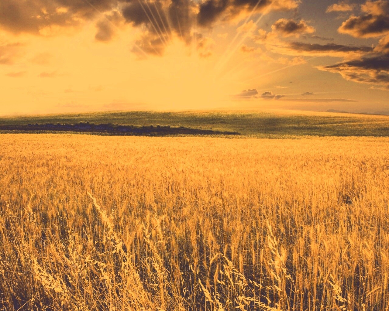 Восход над пшеничным полем обои