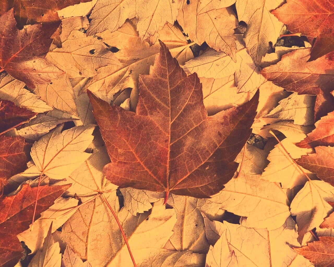 Флаг Канады из листьев обои