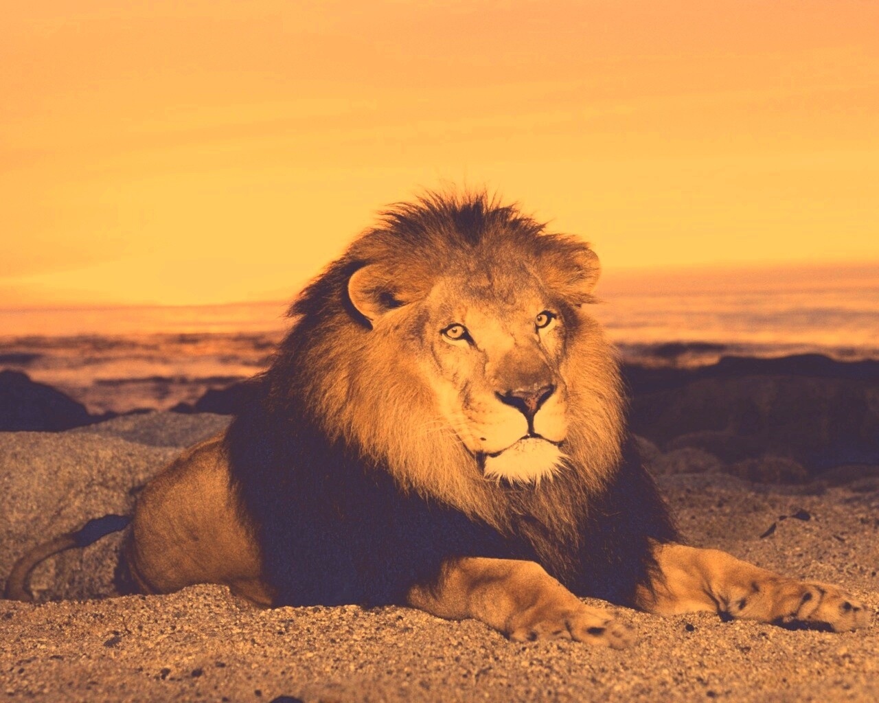 Лев на берегу океана обои