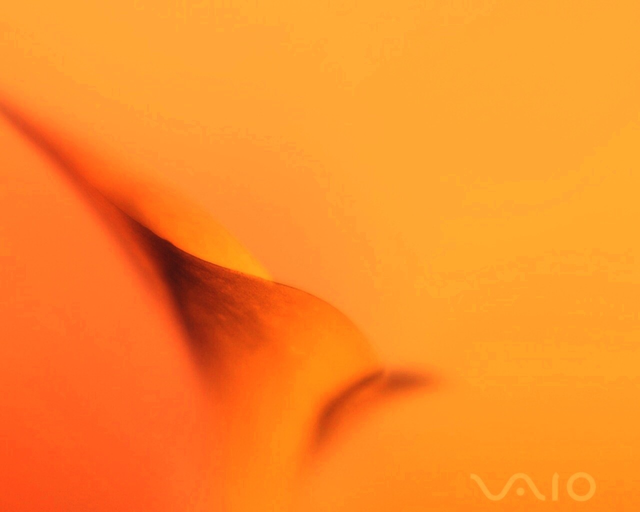 Цветок и логотип Vaio обои