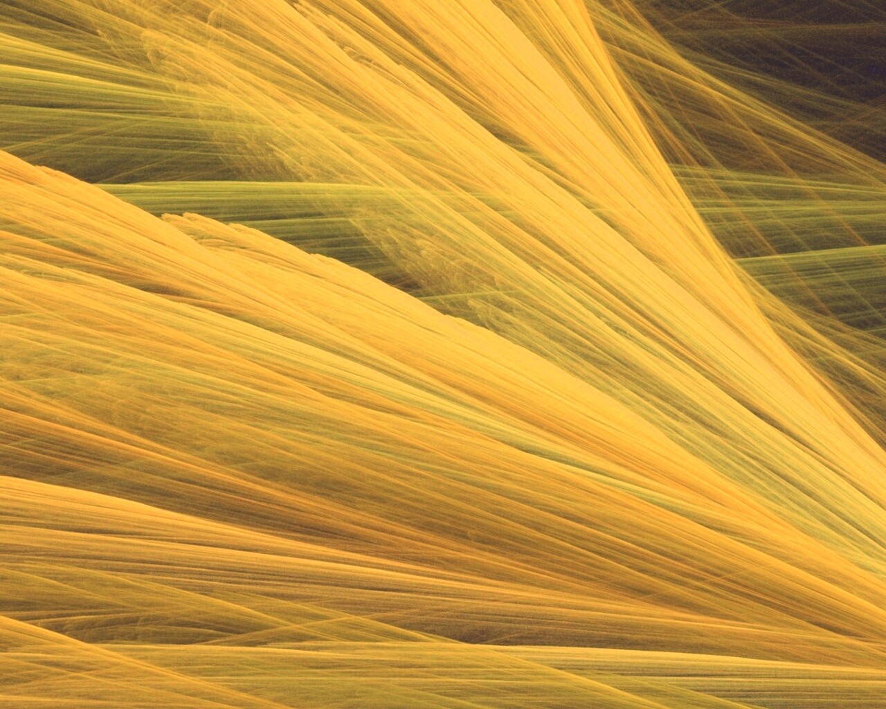 Прозрачные зеленоватые крылья обои