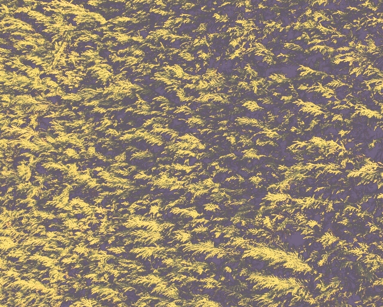 Густые хвойные заросли обои