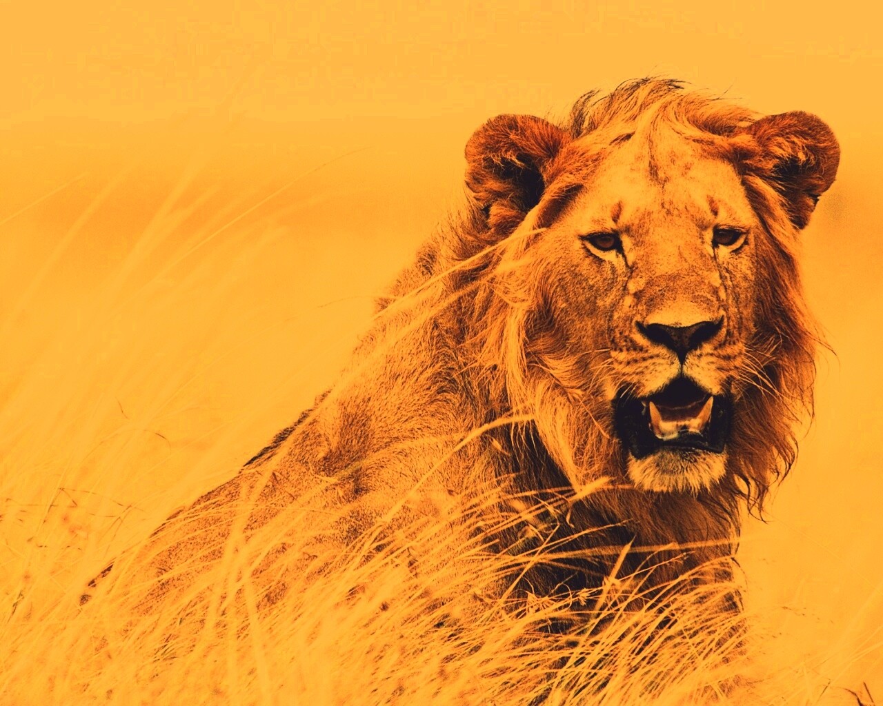 Ярко оранжевый лев обои
