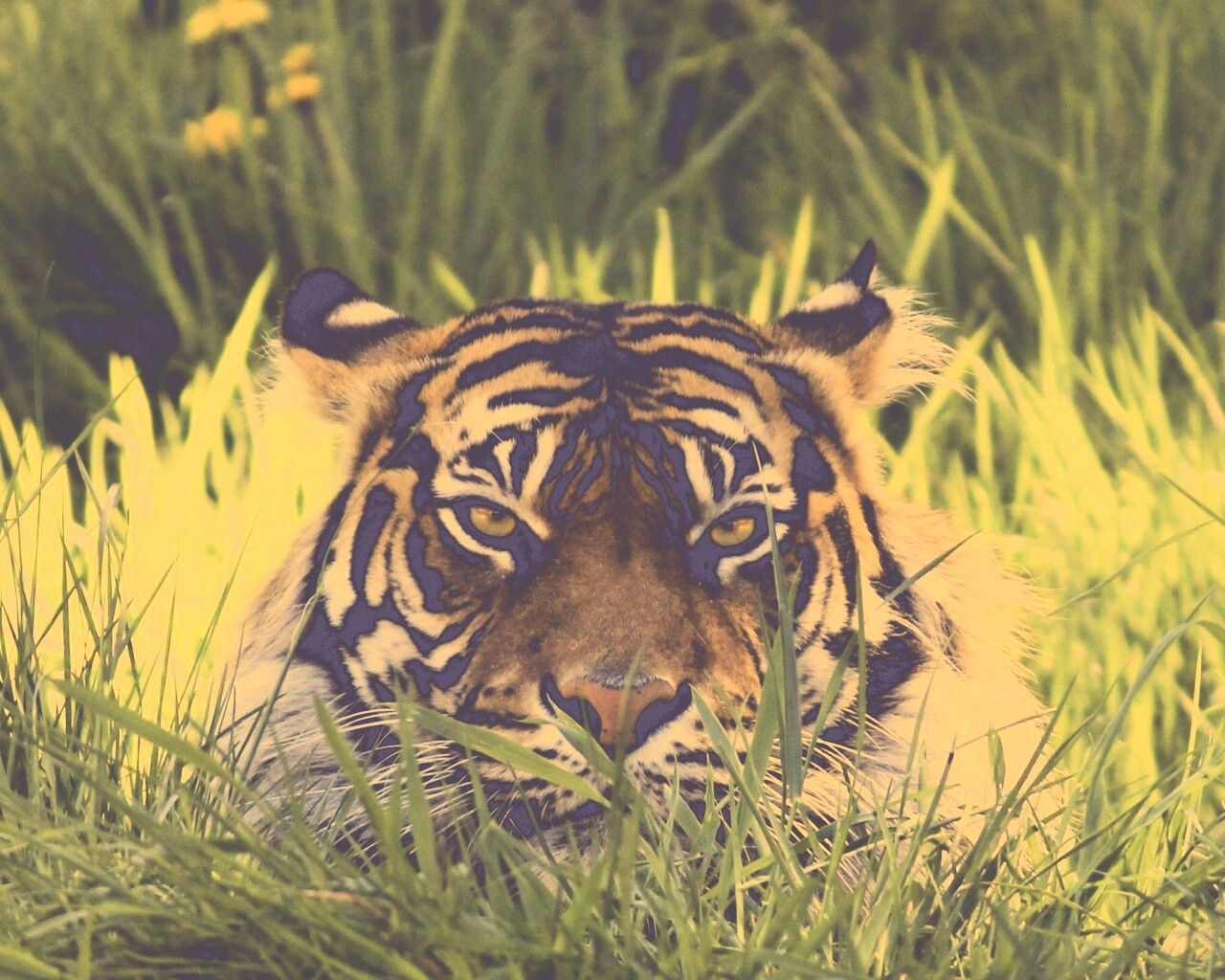 Морда тигра в траве обои