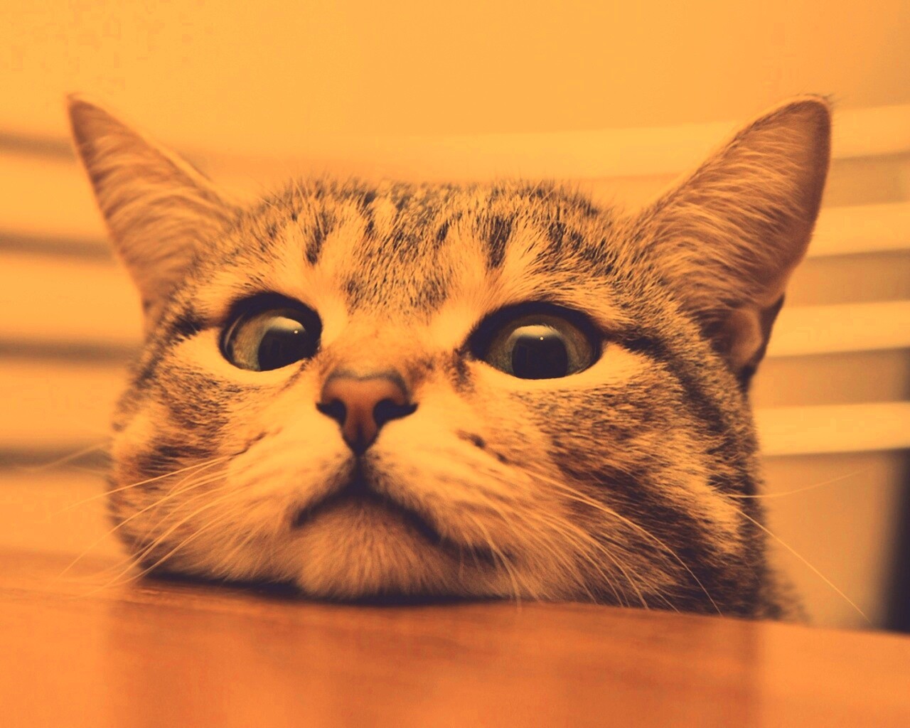 Любопытный котейка обои