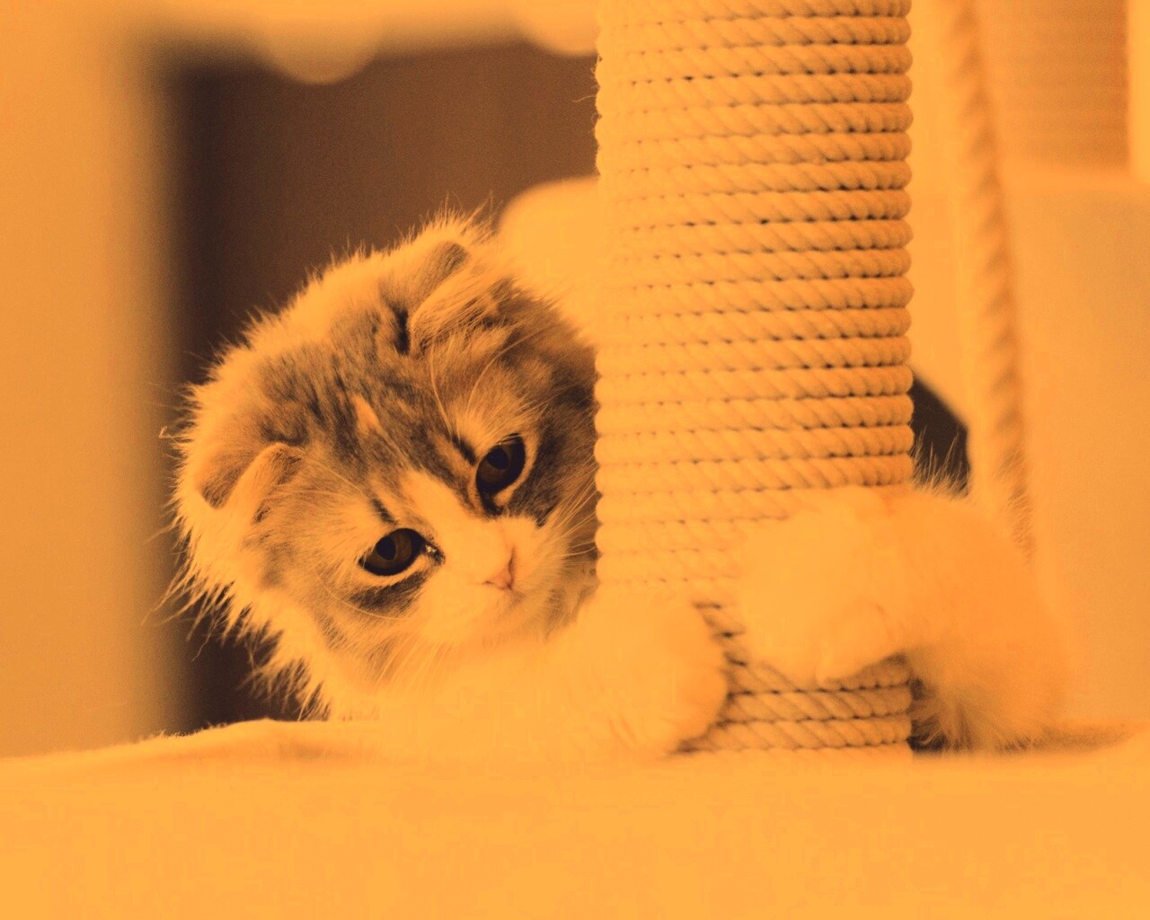 Пушистая кошка с когтеточкой обои