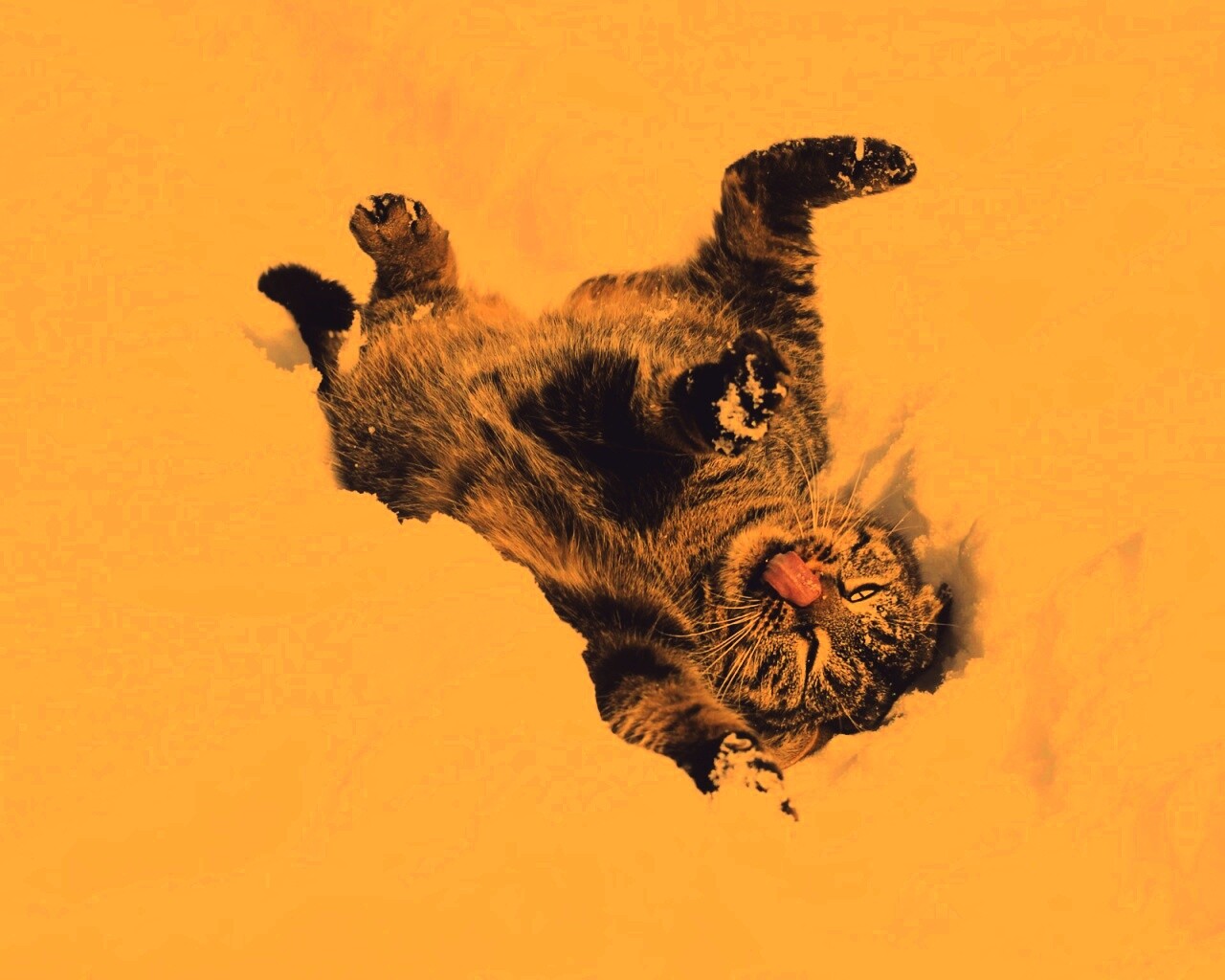 Кот валяется в снегу обои