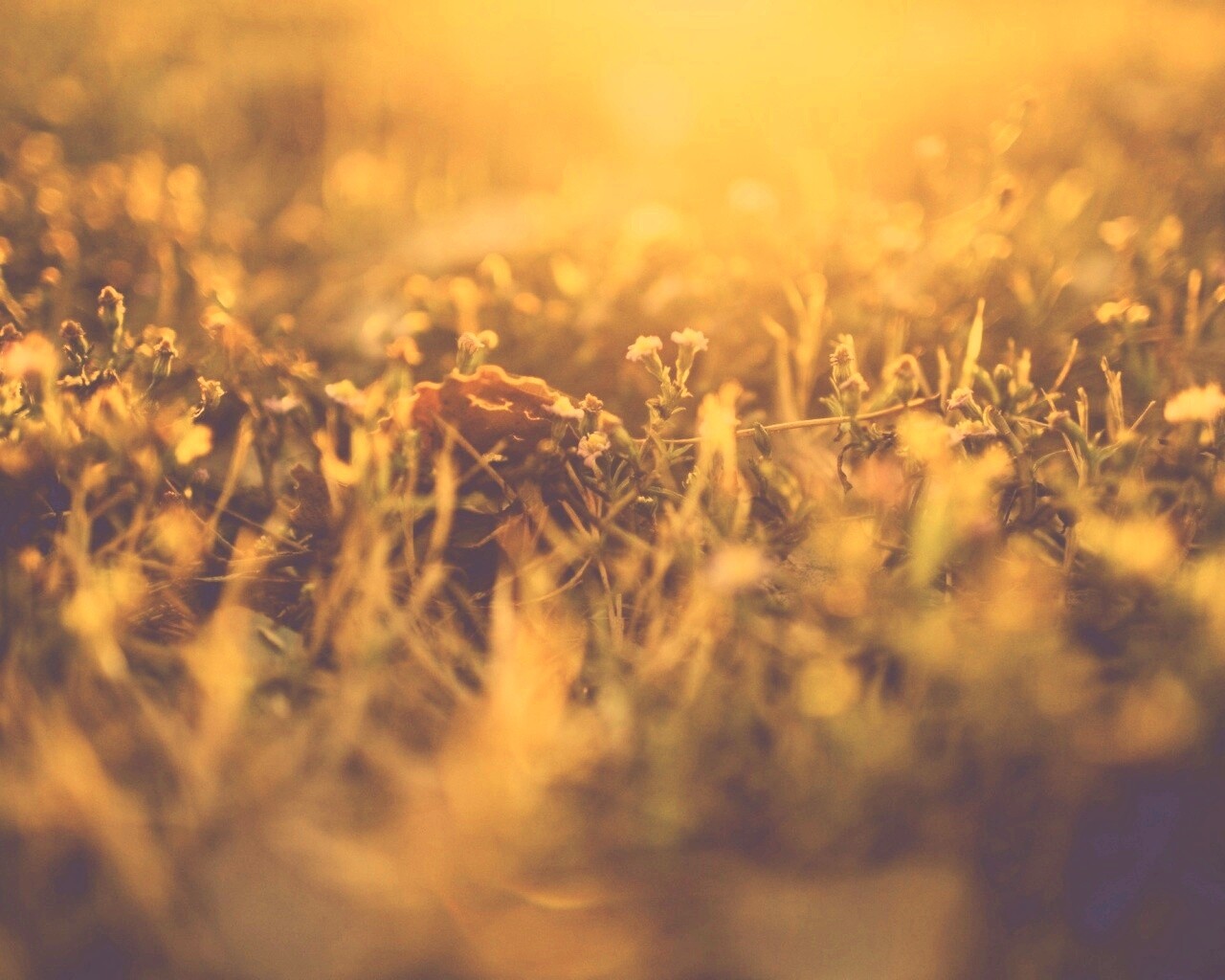 Полевые цветы в закатном солнце обои