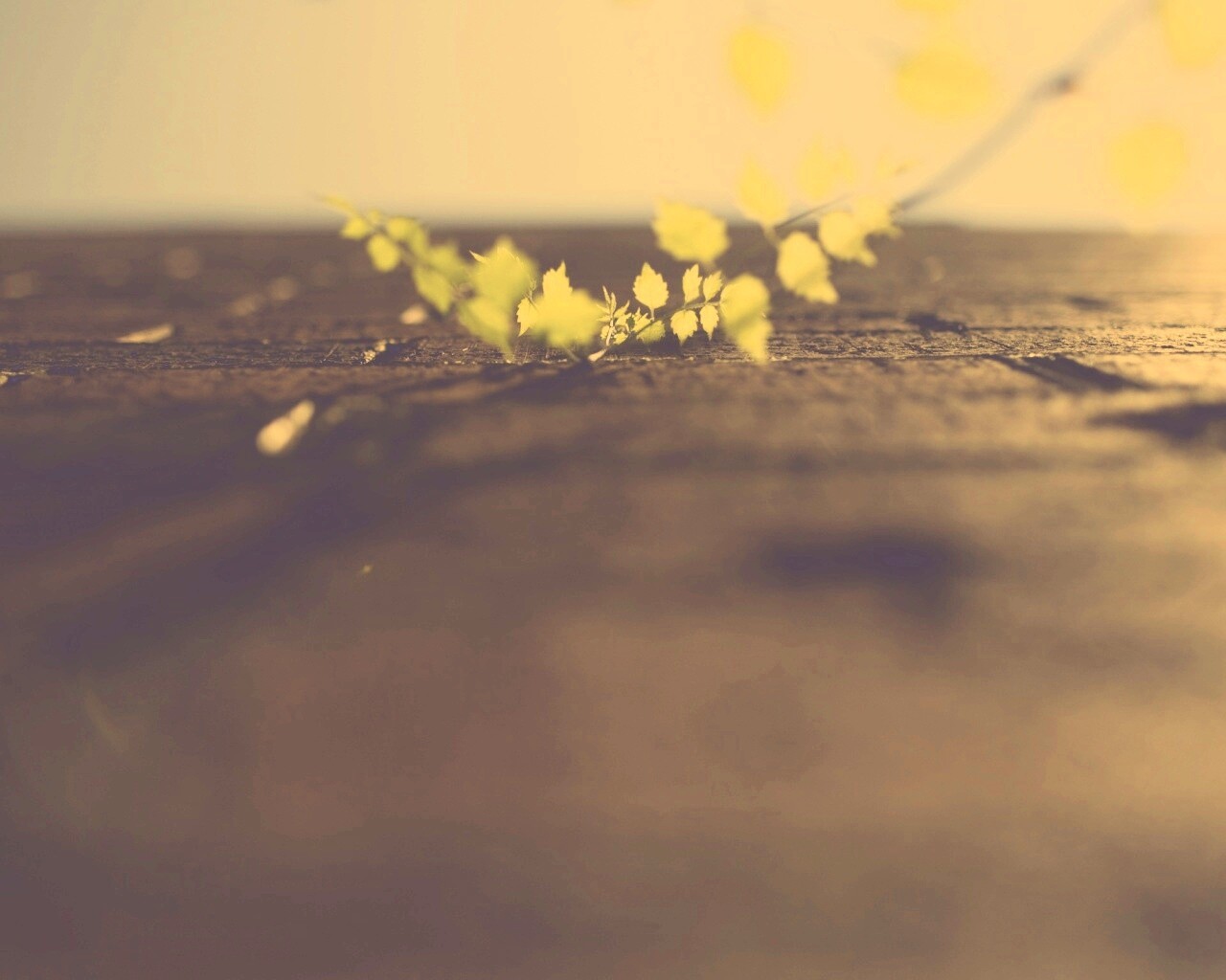 Зеленые ростки в стене обои