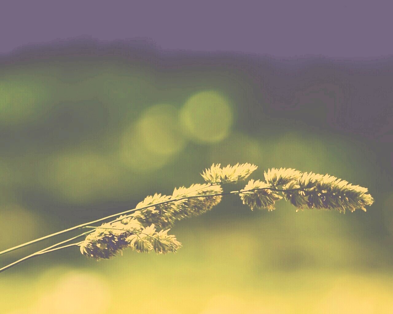 Травинка обои