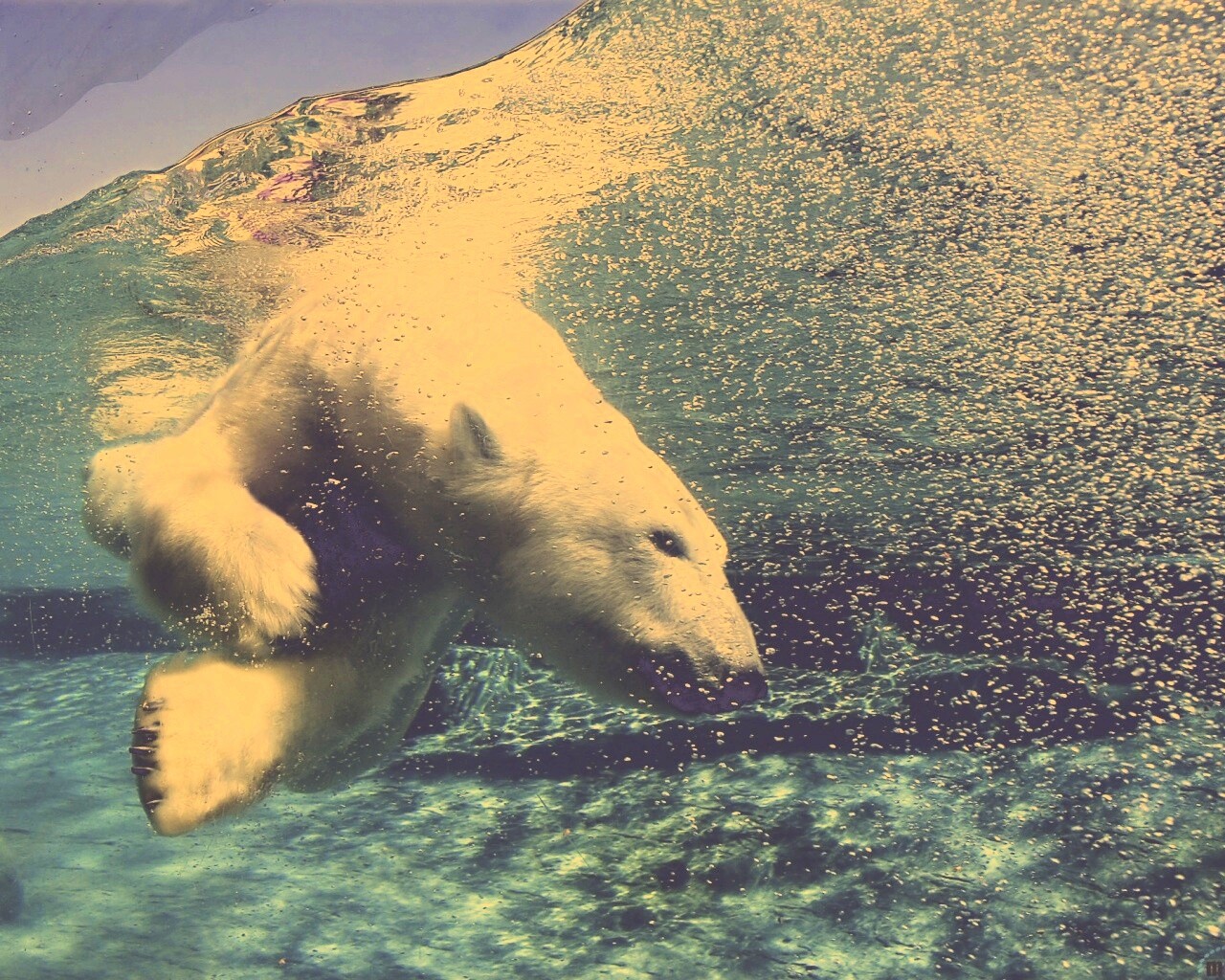 Нырнувший белый медведь обои