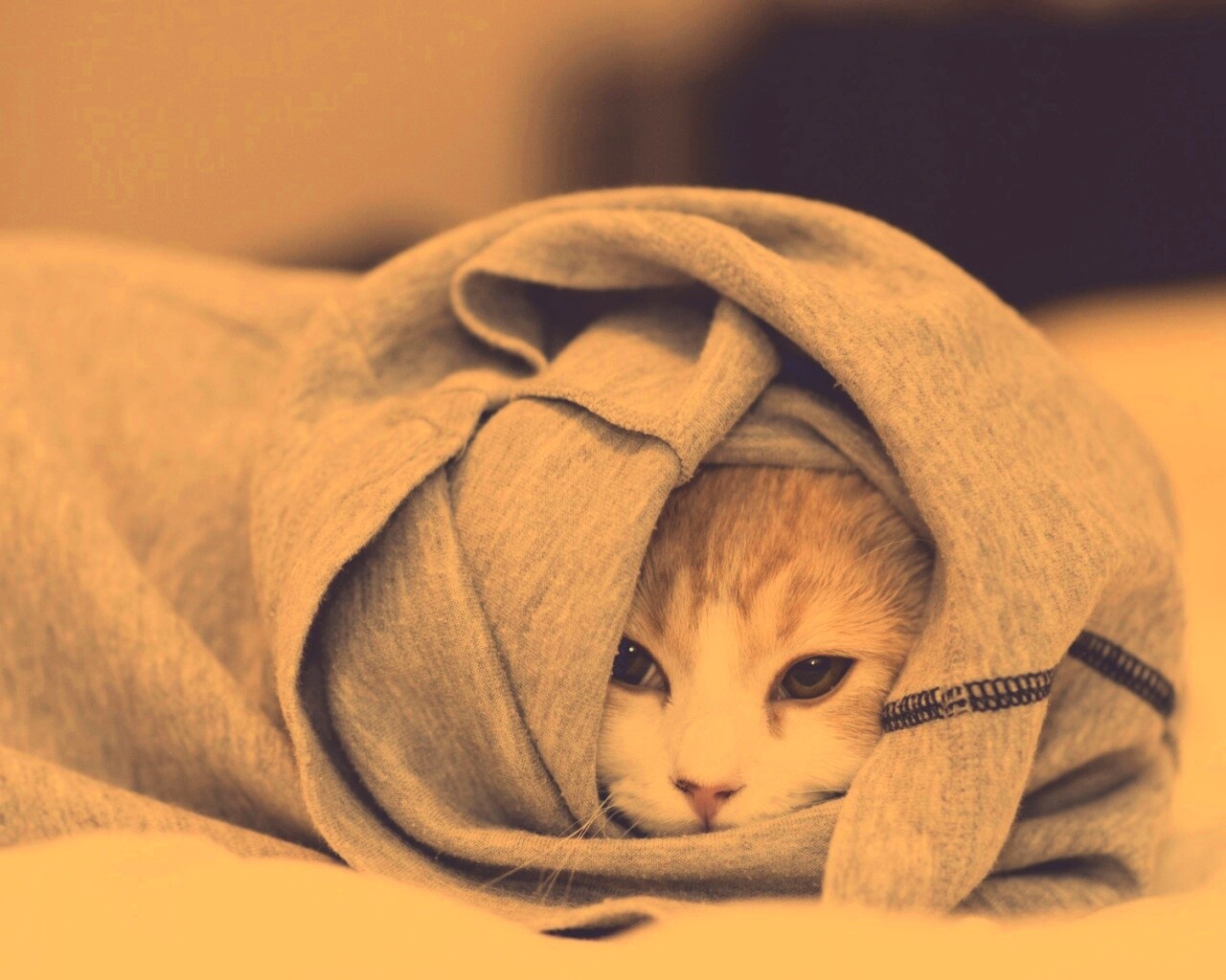 Закутавшийся в футболку кот обои