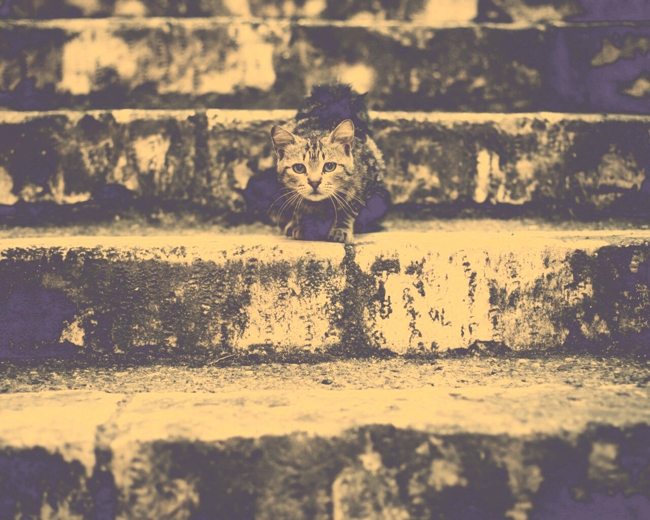 Растрепанная кошка на ступеньках лестницы обои
