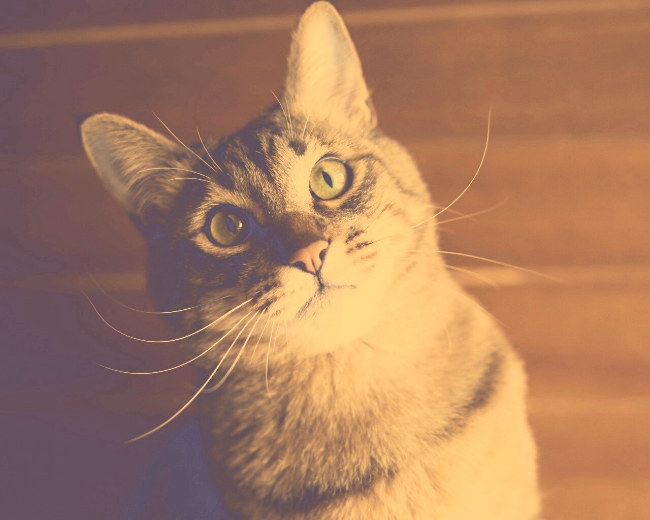 Котейка обои