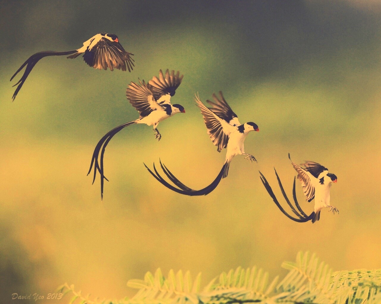 Приземляющаяся птичка обои