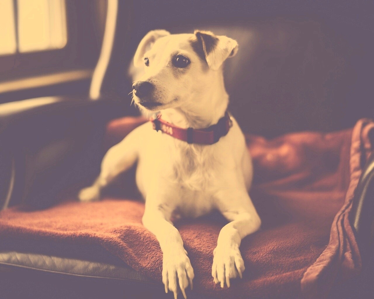 Собака на кресле обои