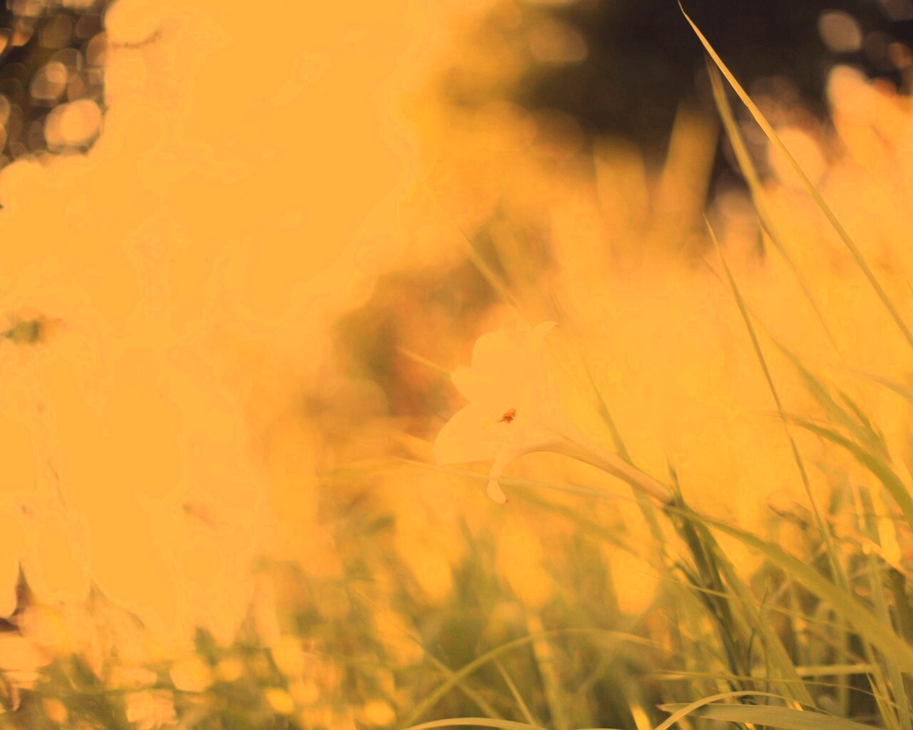 Цветок затерявшийся в траве обои