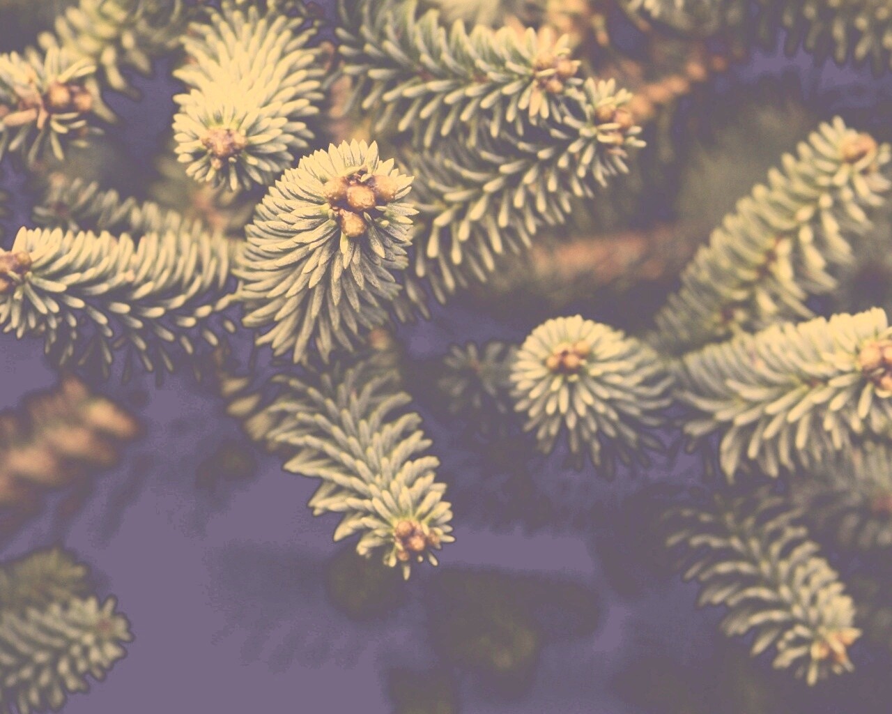 Хвойные иголки обои