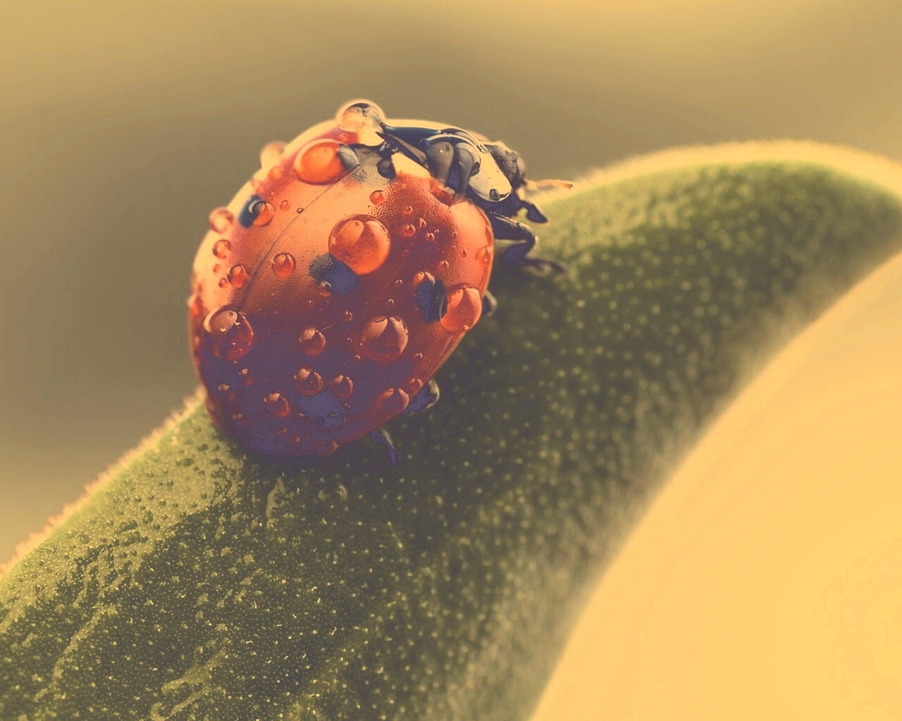 Божья коровка в макро обои