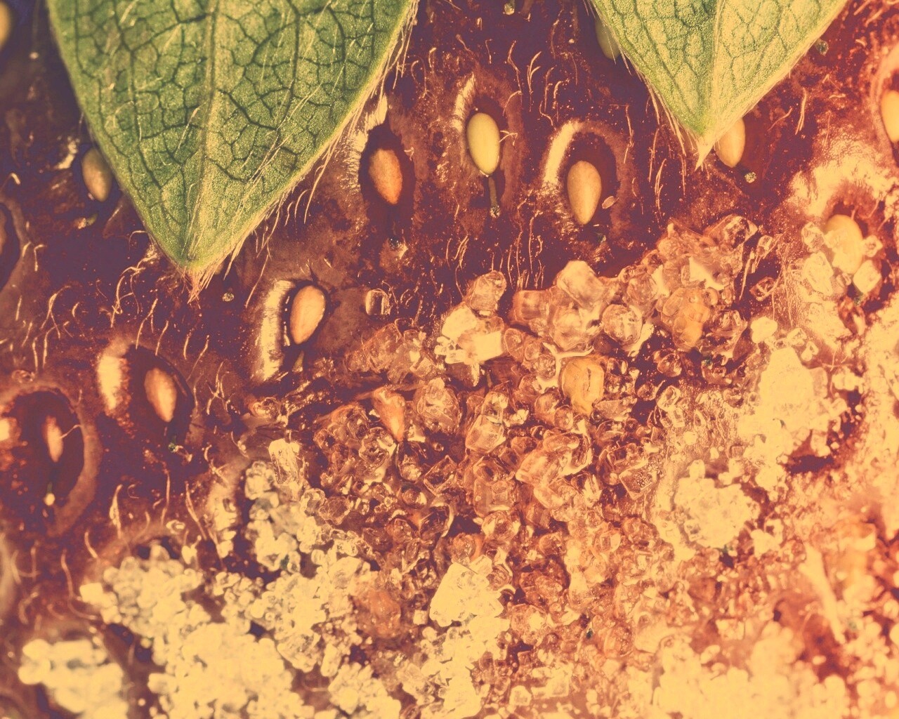 Клубника в сахаре обои