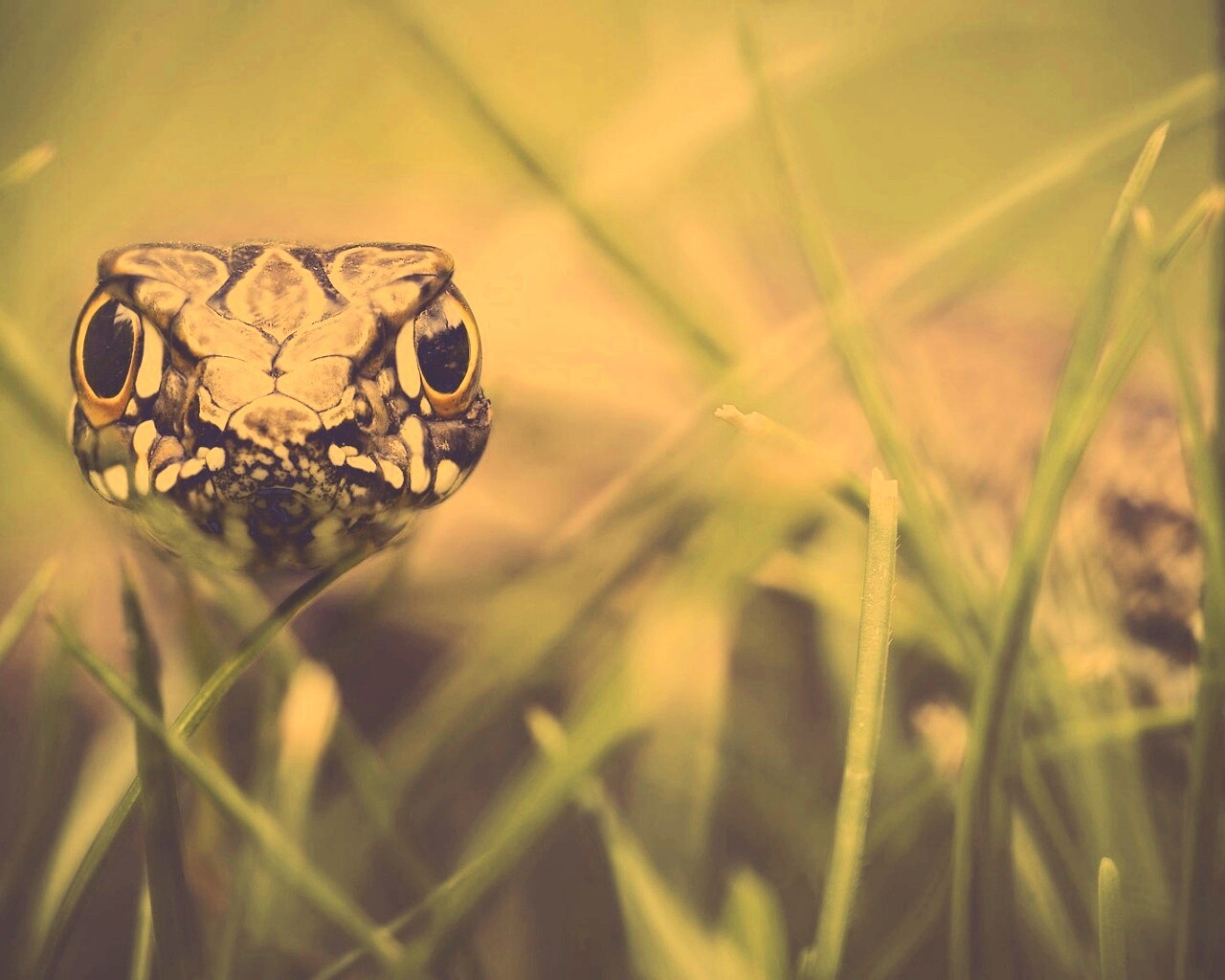 Змея в траве обои