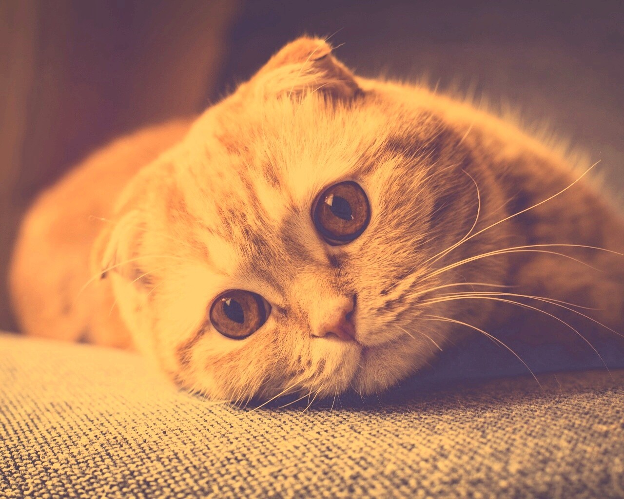 Скоттиш фолд рыжий обои