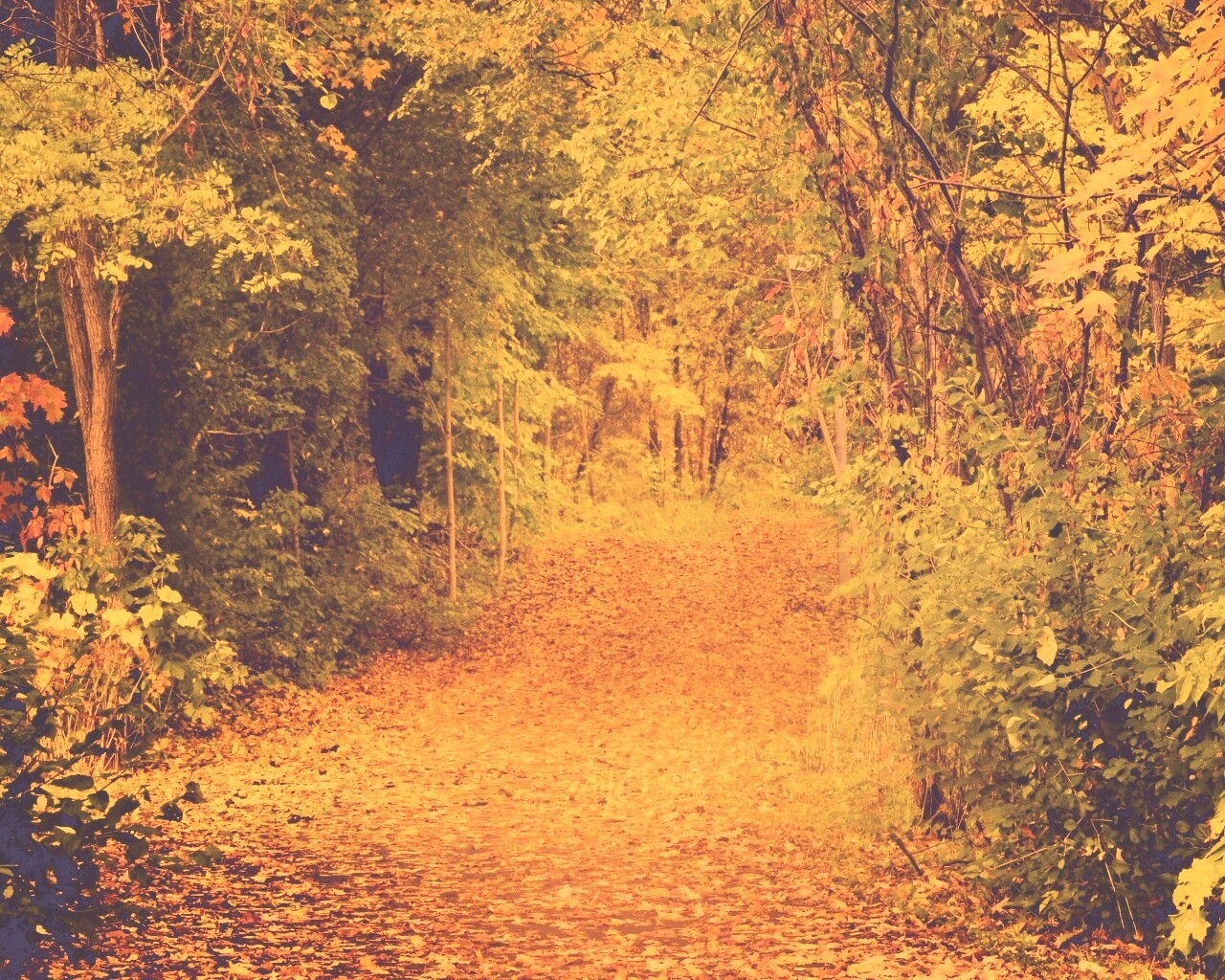 Дорожка в осеннем лесу обои