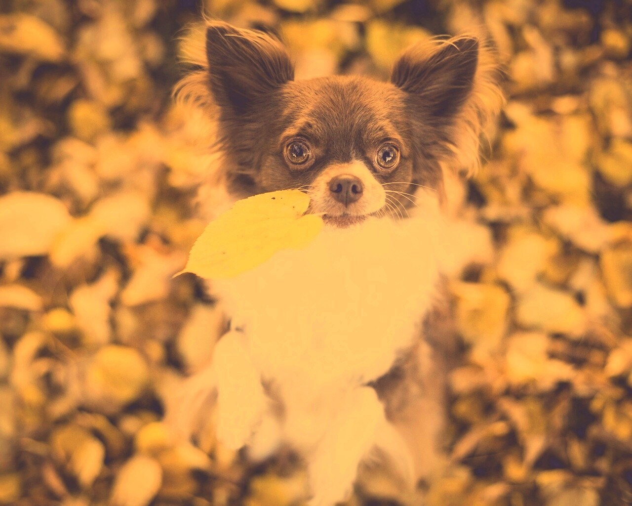 Собачка с листиком в зубах обои