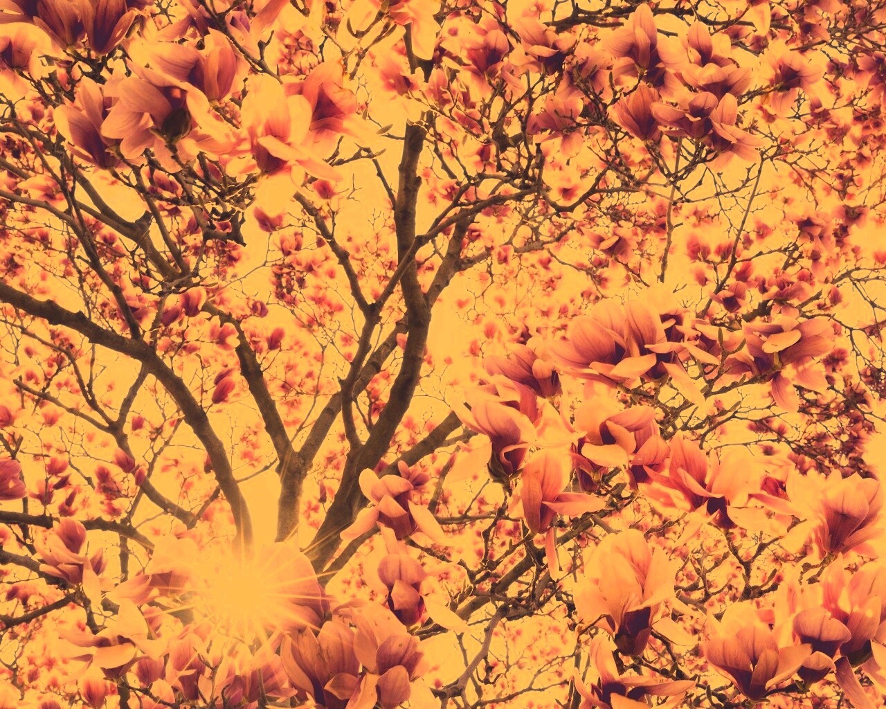 Магнолия обои