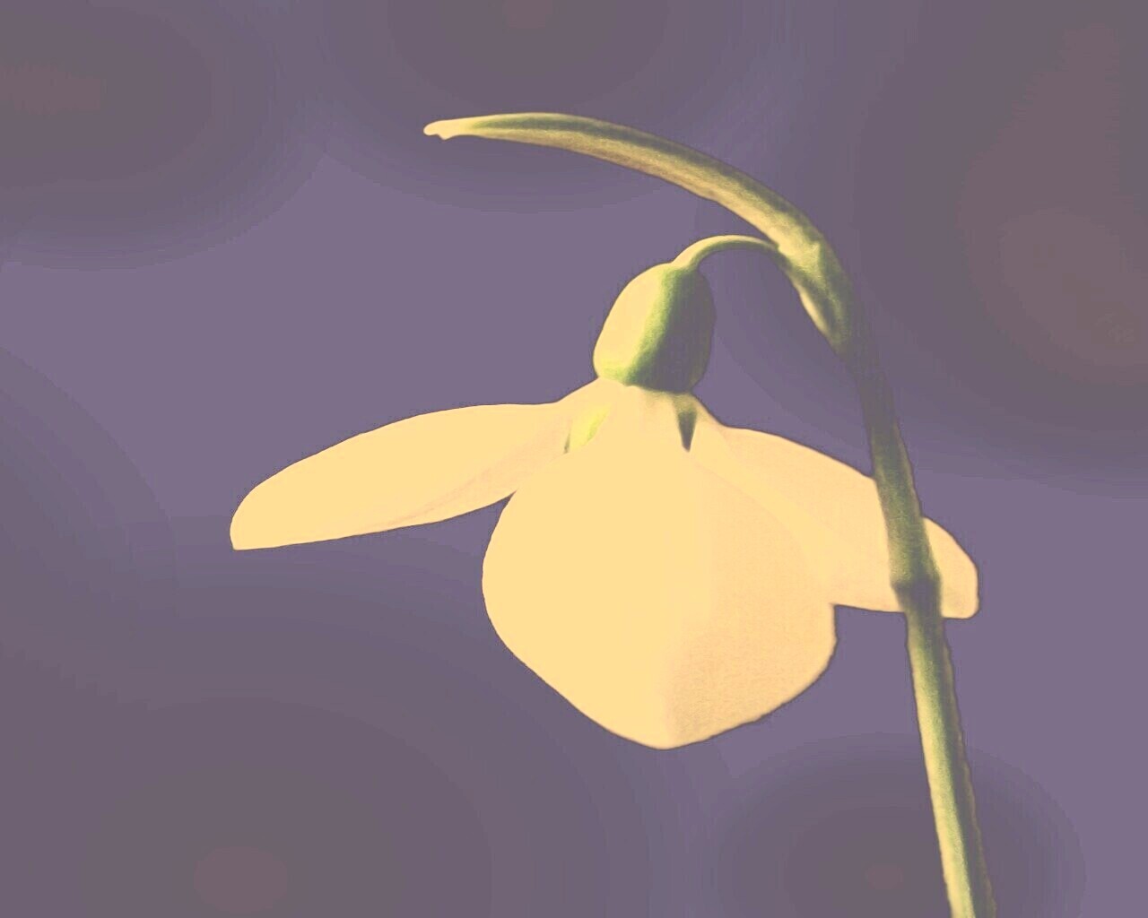 Белый цветок обои